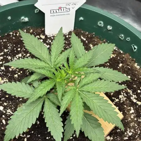 Blueberry Muffin by Humboldt
