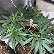 Critical Neville Haze 2.0