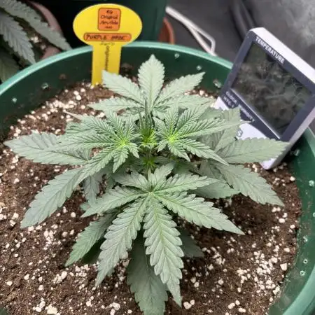 Purple Haze auto