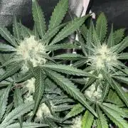 Frostbanger autos