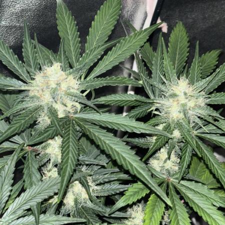 Frostbanger autos