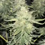 Purple Haze auto