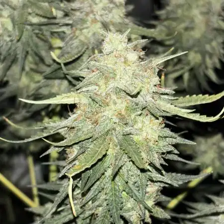 Purple Haze auto