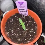 Core Damage