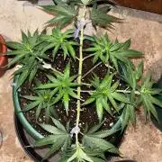 Critical Neville Haze 2.0