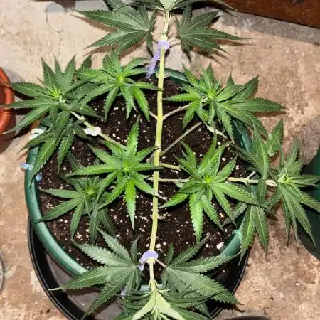 Critical Neville Haze 2.0