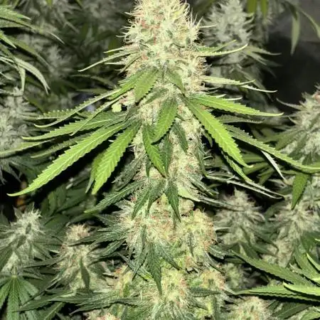 Amnesia Dulce 33- Monkey 🐒 Genetics