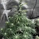 Blueberry Muffin by Humboldt