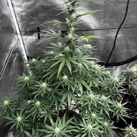 Blueberry Muffin by Humboldt