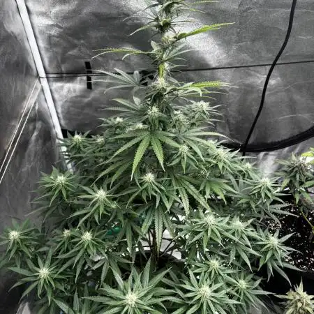 Blueberry Muffin by Humboldt