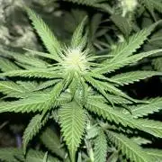 Critical Neville Haze 2.0
