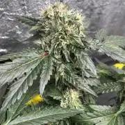 Biscotti Gelato