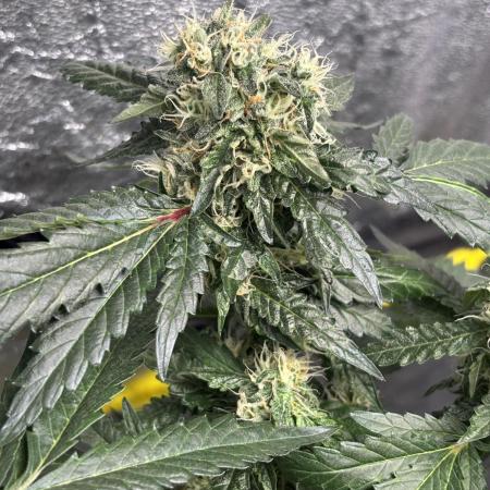 Biscotti Gelato