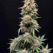 OSS autoflower show