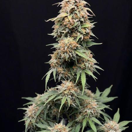 OSS autoflower show