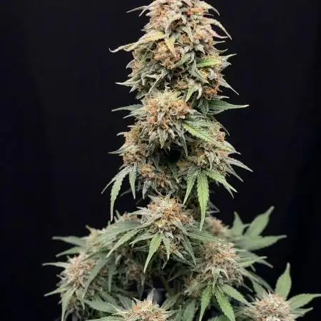 OSS autoflower show
