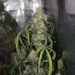 Green Gelato Automatic RQS