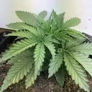First grow AK-47 Autofower