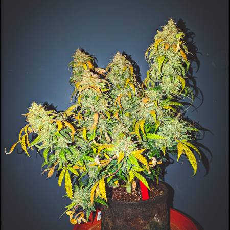 Ethos Haze & Nightowl Judy Gemstone gift