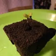 Planet of the Grapes