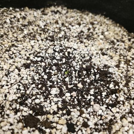Lychee Fritter - Sin City Seeds