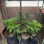 Dark Devil Autoflowers (OUTDOOR) NL 