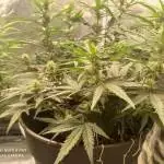 Jack 47 sweet seeds