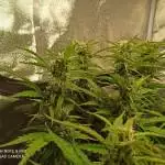 Gorilla girl xl auto sweet seeds