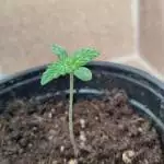 Auto Widow XL (growbarato)