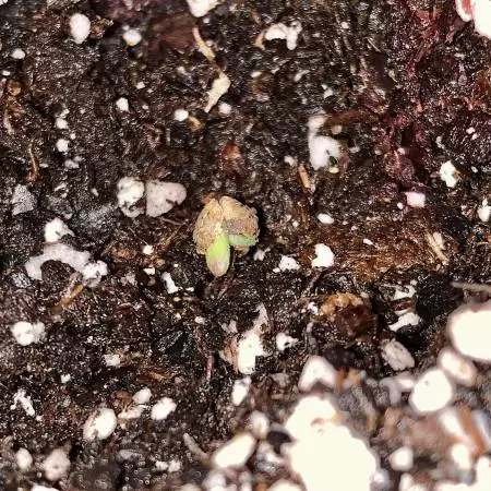 WJs Grow
