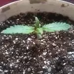 Cultivo LED Original Amnesia