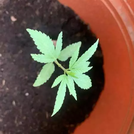 Auto gorilla glue