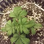 8LDJ Grows RQS Northern Light Auto
