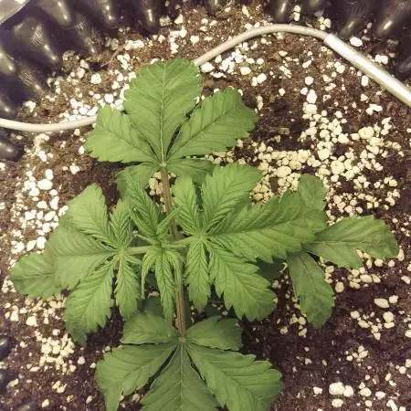 8LDJ Grows RQS Northern Light Auto
