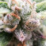 Mephisto vs Fastbuds