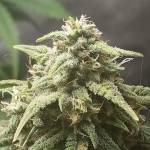 Blueberry 