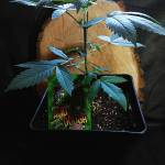 Acid dough (ripper seeds)