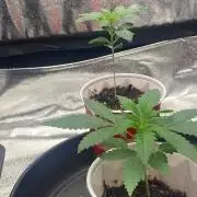 Mystery Seeds🌱