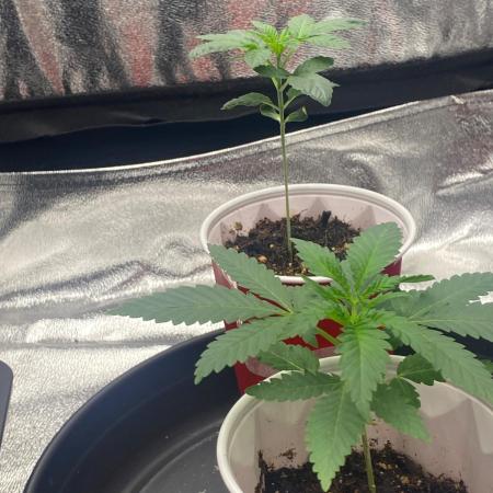 Mystery Seeds🌱