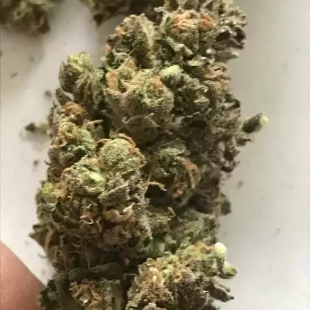 White Widow 