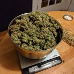 Pineapple Express Auto First Grow JamJam