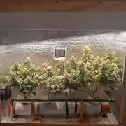 Batekú micro grow