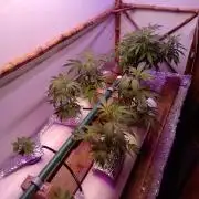 Jamaican hydro.