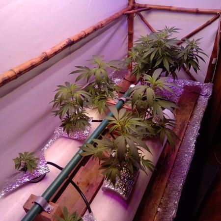 Jamaican hydro.