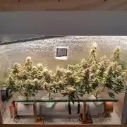 Batekú micro grow