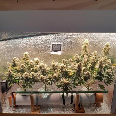 Batekú micro grow