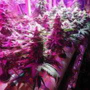 Micro cultivo - Hydro Cheese