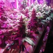 Micro cultivo - Hydro Cheese