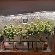 Batekú micro grow