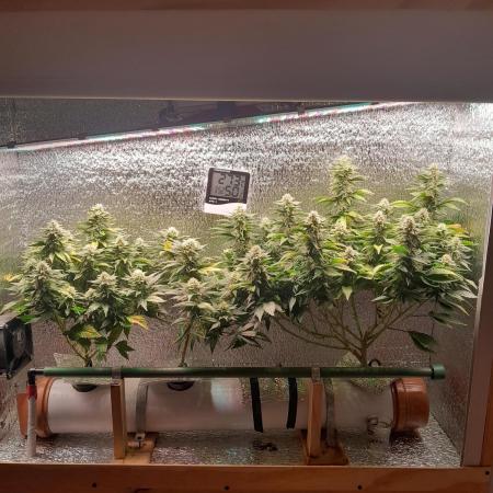 Batekú micro grow
